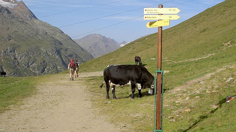 Easy Venter glacier tour